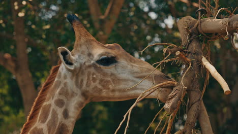 close-up of a giraffe eating branches