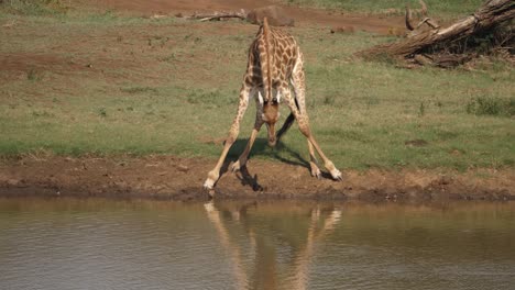 giraffe met lange nek spreidt benen en worstelt om bij water te komen om te drinken