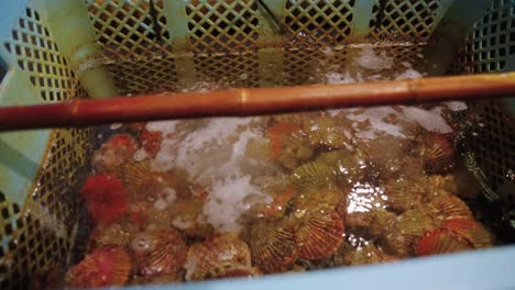 conchas en tanque vivo en el mercado de peces