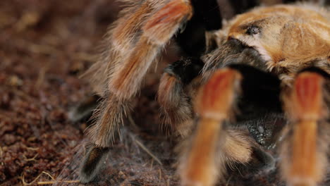 tarántula mexicana de rodillas rojas con insecto en la boca en el suelo del bosque - toma de revelación panorámica