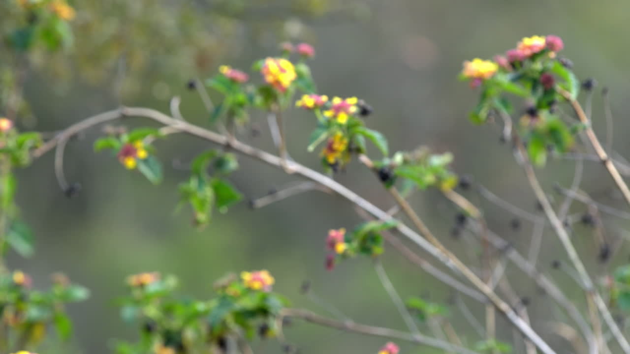 Closeup Shot Of Blooming Wild Plant With Berries In Margala Hills In Islamabad, Pakistan