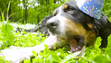 a dog in festive cap eating a bone