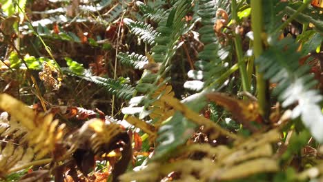 Fern-plant-in-the-forest