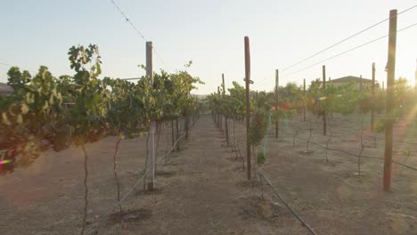 viñedo en el atardecer dolly en
