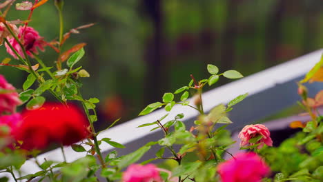 Rosas-Rojas-Florecientes-Bajo-La-Lluvia-Ligera