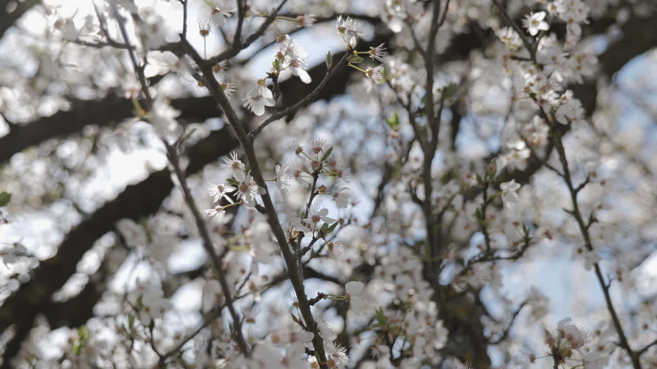 나무 에 있는 봄 꽃