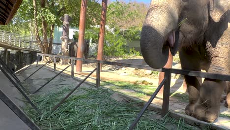 elefantes comiendo hierba en un zoológico