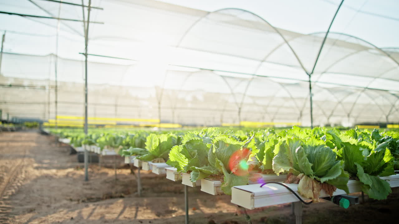 Lettuce growing in a hydroponic greenhouse