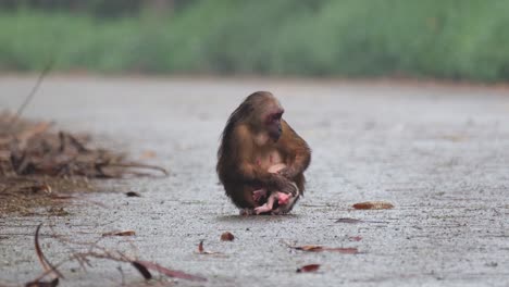 macaco de cola de muñón, macaca arctoides, imágenes de 4k