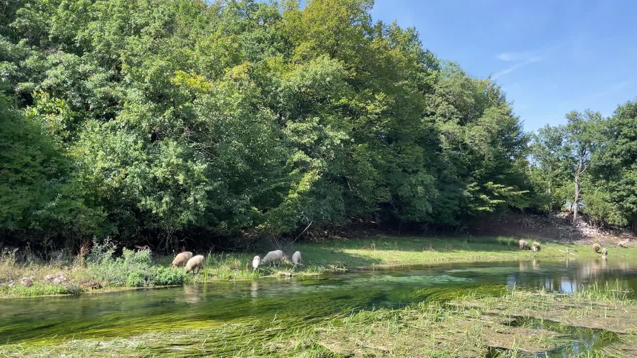 Een kleine kudde schapen graast op een zonnige dag bij de zoetwaterstroom