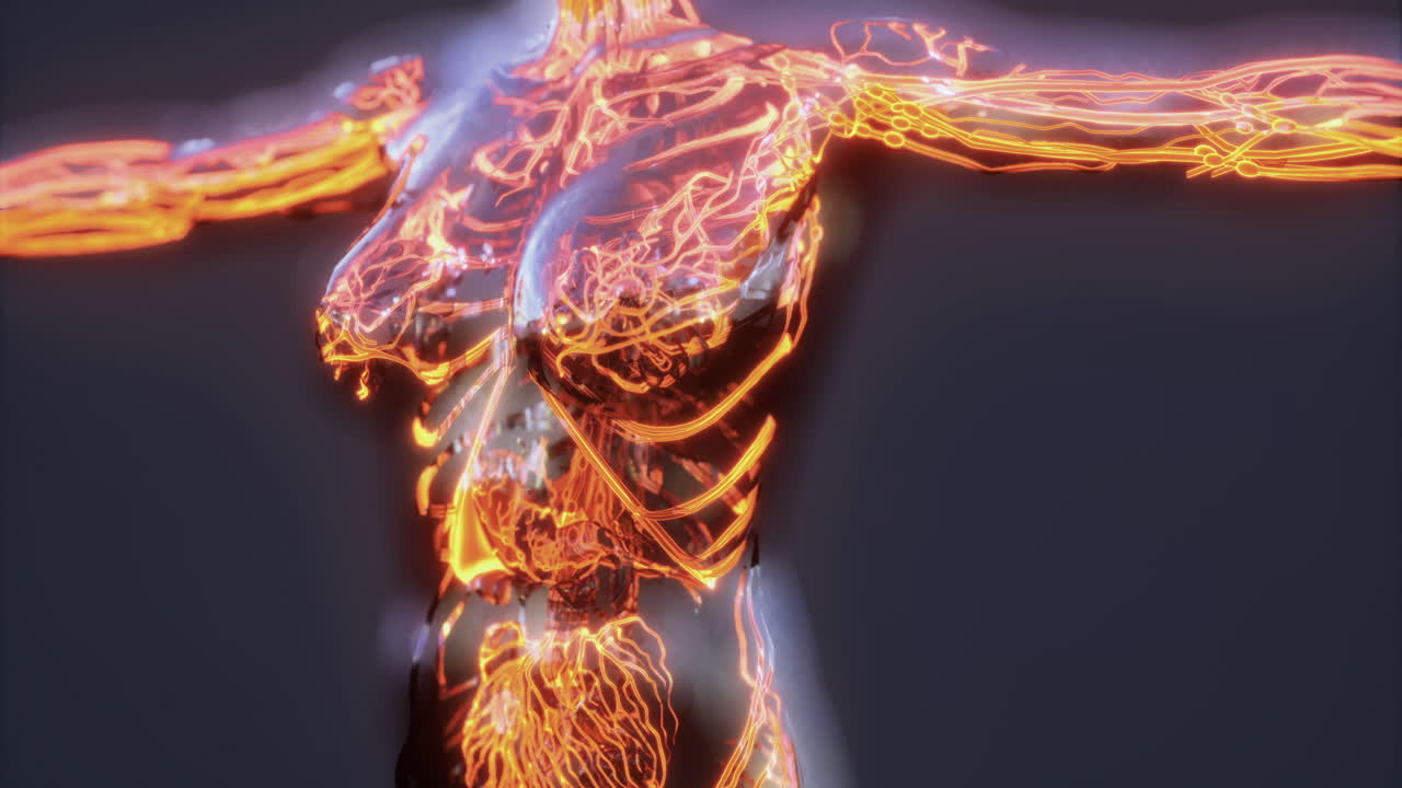 Detailed visualization of blood vessels illustrating veins and arteries anatomy