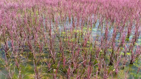 lush rice plants in a serene water setting