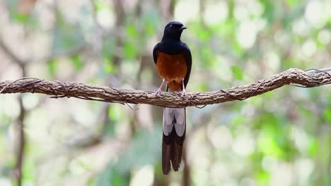 White-rumped-Shama-Perched-on-a-Vine-with-Forest-Bokeh-Background,-Copsychus-malabaricus,-in-Slow-Motion