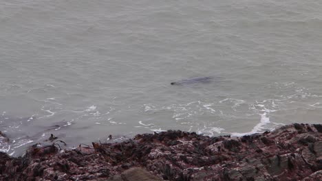 Kegelrobbe-Halichoerus-Grypus-Schwimmt-In-Der-Nähe-Von-Felsen