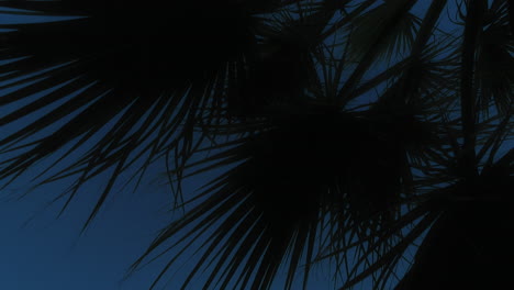 Palm-tree-at-sunset-scene.-Leaves-of-palm-tree-silhouette-on-background-of-sky