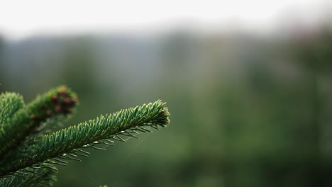 slow camera pan over the tip of a fir tree