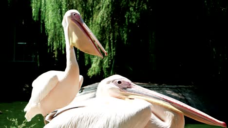 pelican sitting near pond, side view of huge light beige wildbird with long beak, bird opening beak