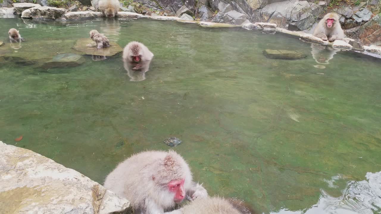A troop of Japanese Snow monkeys - macaques in the hot spring - onsen pool warming up from the frozen winter day in Jigokudani Park in Nagano, Japan.