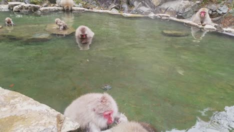 a troop of japanese snow monkeys - macaques in the hot spring - onsen pool warming up from the frozen winter day in jigokudani park in nagano, japan.