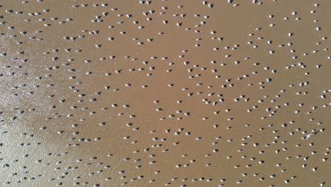 Startling murmuration of migrating seagulls at Amazon River in South America