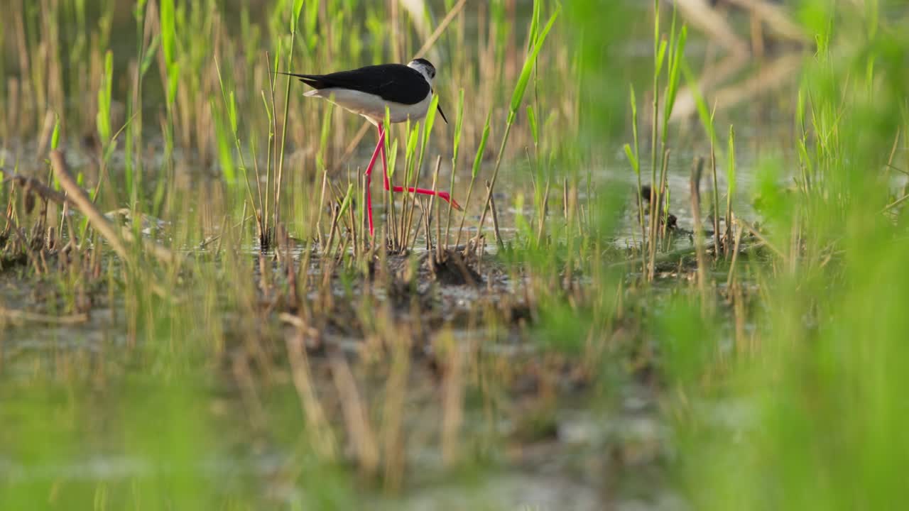pájaro de estera de alas negras camina en aguas poco profundas por cañas verdes, siguiendo el tiro