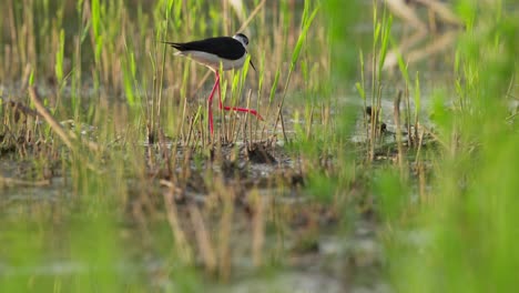 Black-winged-stilt-bird-walks-in-shallow-water-by-green-reeds,-tracking-shot