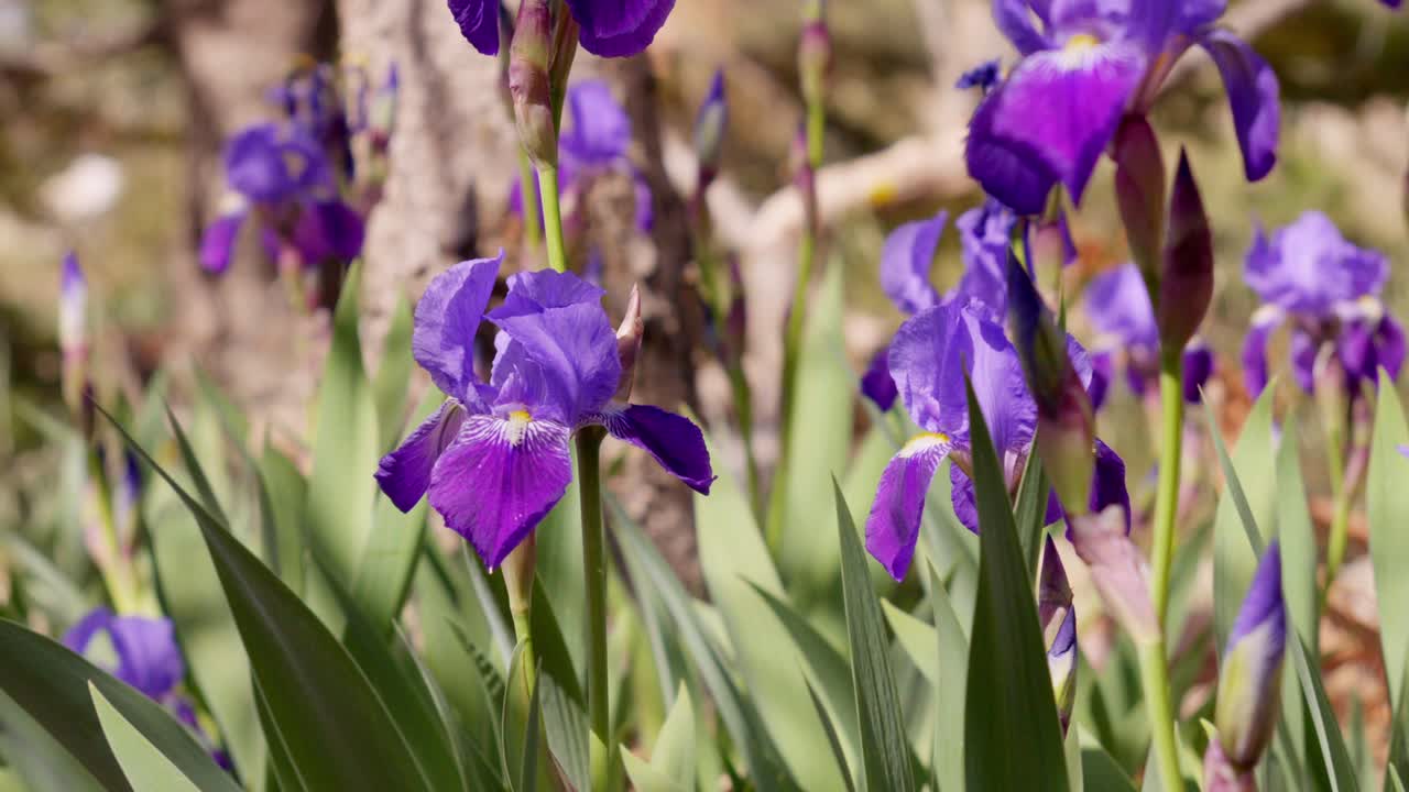 jazmín violeta en el jardín de primavera con abejas listas para la polinización