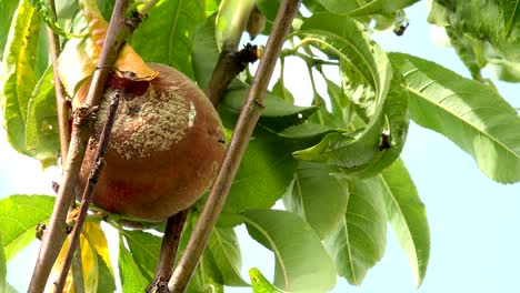 rotten fruit in summer, rot, in tree