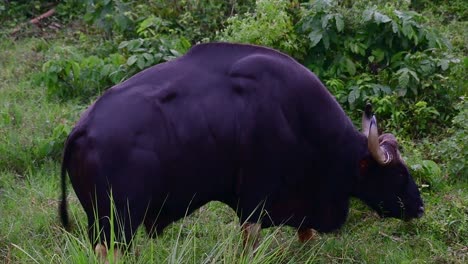 印度野牛 (gaur) 是世界上最大的牛,在亞洲南部和東南部生長,因息地的減少和狩獵而被歸類為脆弱的動物.