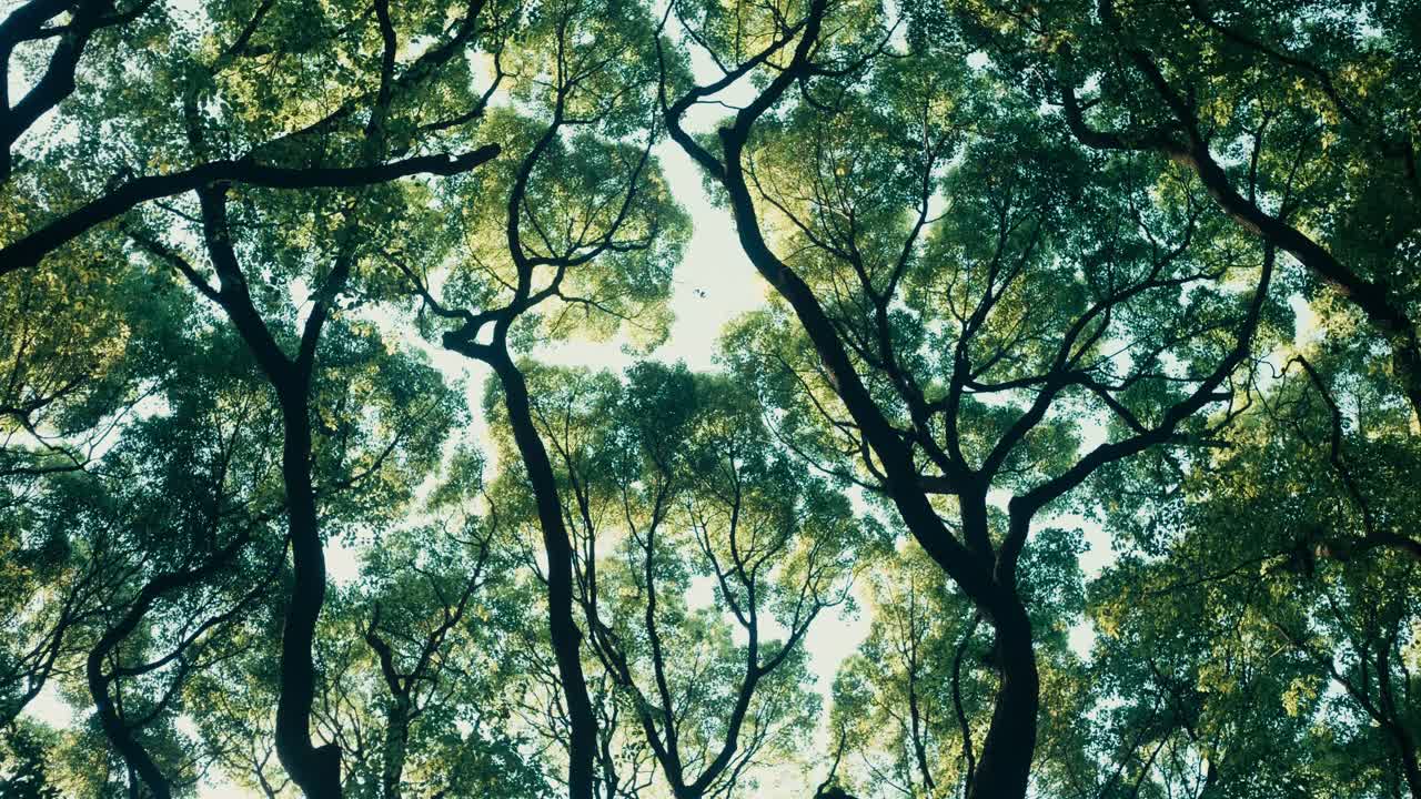 Summer Forest Light Play – Capturing the dance of sunlight and leaves in a quiet forest during a warm and breezy day.