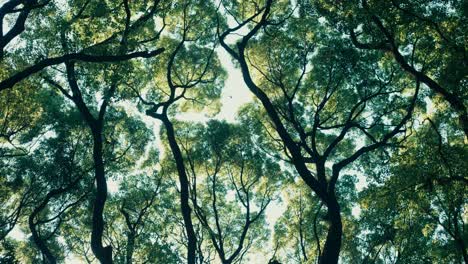 summer forest light play – capturing the dance of sunlight and leaves in a quiet forest during a warm and breezy day.