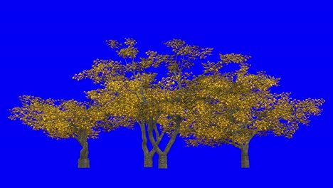 3d cherry tree cluster in autumn fall season, with wind effect on blue screen 3d animation. you can easily key out (remove) the blue screen with just one click using any video editor.