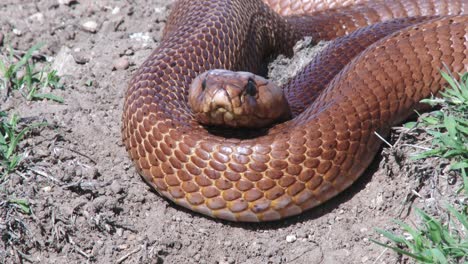 Una-Gran-Cobra-De-Capa-Marrón-Dorada-Con-Una-Lengua-Moviéndose-Se-Desliza-Rápidamente