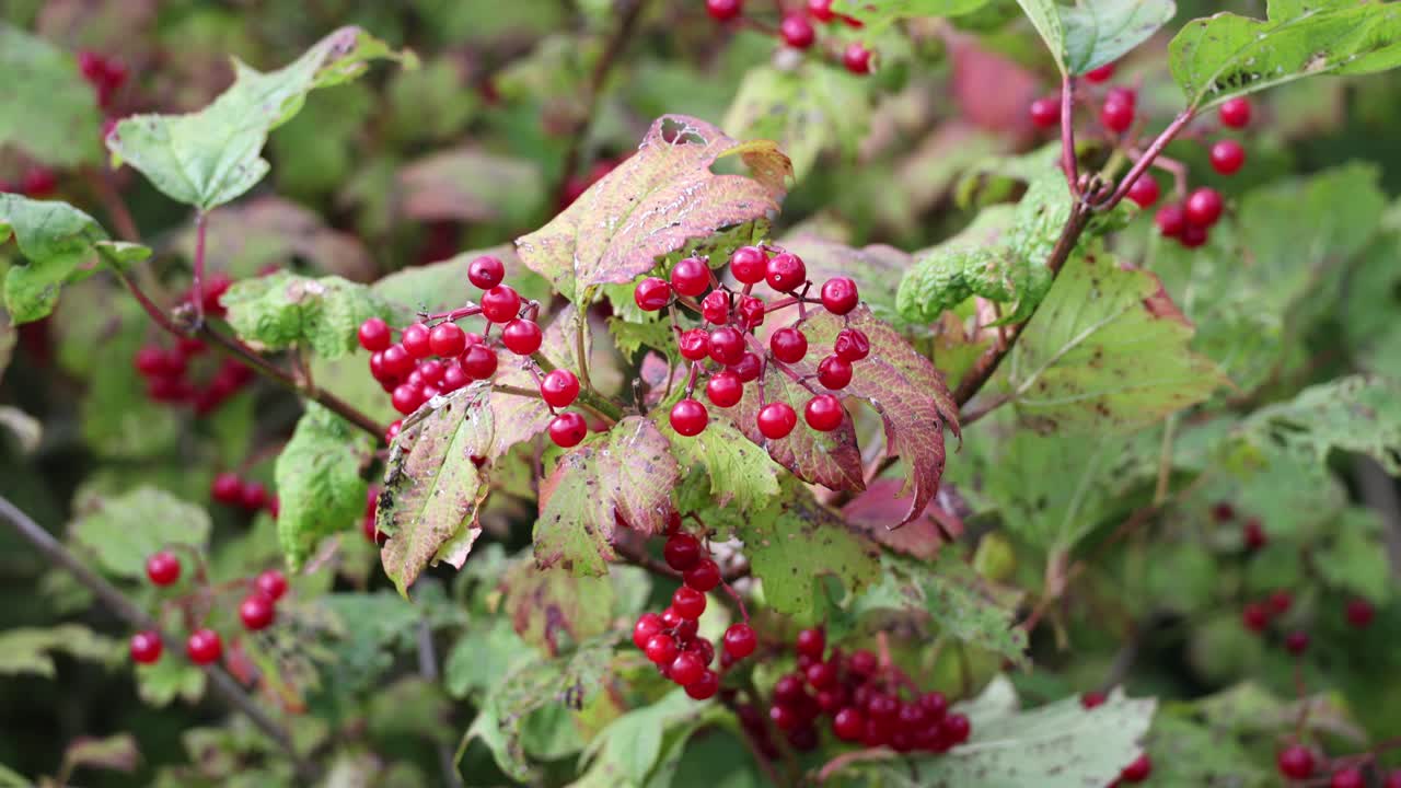 Closeup of bunches of red berries of a Guelder rose or Viburnum opulus shrub