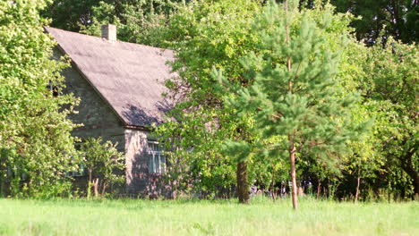abandoned stone house in a lush green forest