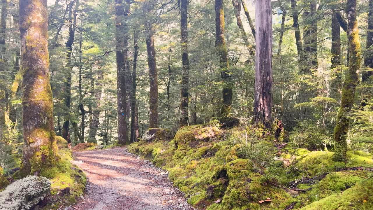 Camera moves along mossy forest path with sunlight filtering through dense temperate trees