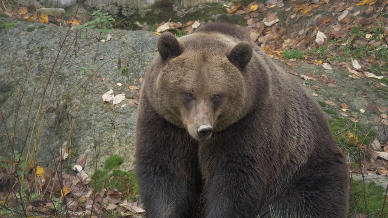 Inquadratura media statica di un grande orso bruno eurasiatico a riposo in una foresta rocciosa europea.
