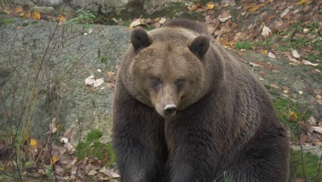 Statische-Mittlere-Aufnahme-Eines-Großen-Eurasischen-Braunbären,-Der-In-Einem-Felsigen-Europäischen-Wald-Ruht