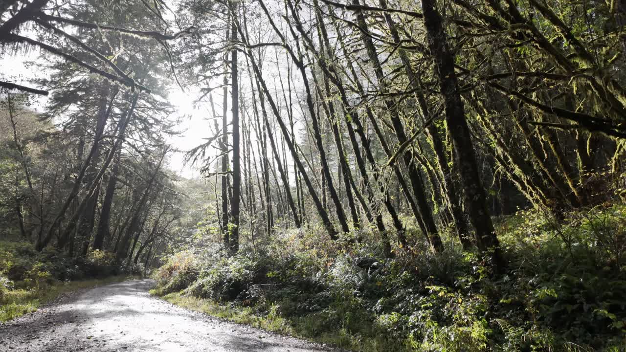 코스 베이, 엘리엇 주립 숲, 2024 11 22 - 모스 인 나무와 은 하늘에서 태양을 어보는 숲 속의 길을 고 있습니다.
