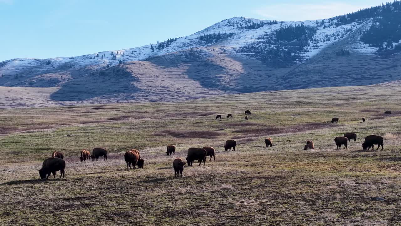 Veduta aerea di una mandria di bisonti che pascola nelle pianure aperte con montagne innevate sullo sfondo in Montana.