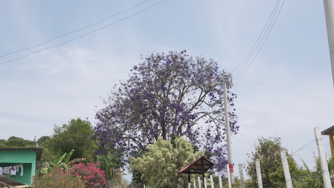 Rural village in Colombia South America nature outdoor Jacaranda tree