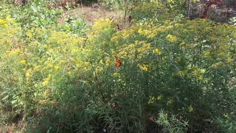 Mariposa-Monarca-Alimentándose-De-Flores