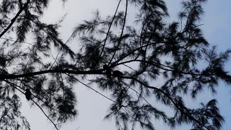 Dozen-of-Small-Owls-sit-in-the-tree,-flies-from-branch-to-branch,-brush-their-feathers