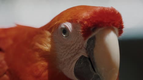 scarlet macaw wild head shot at summertime