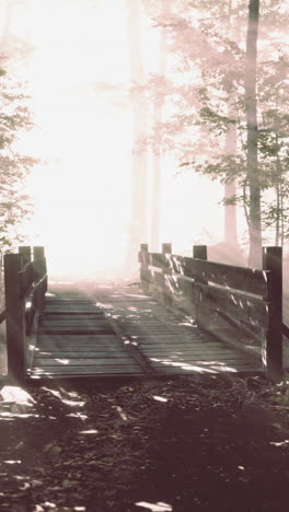 foggy forest with a wooden bridge