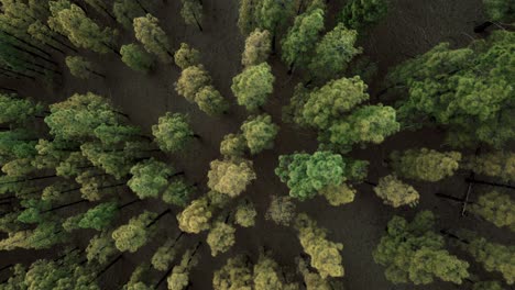 Aerial-Flydown-into-Beautiful-Green-Treetops-of-a-Forest-in-Spain,-Peaceful,-Calming,-Serene