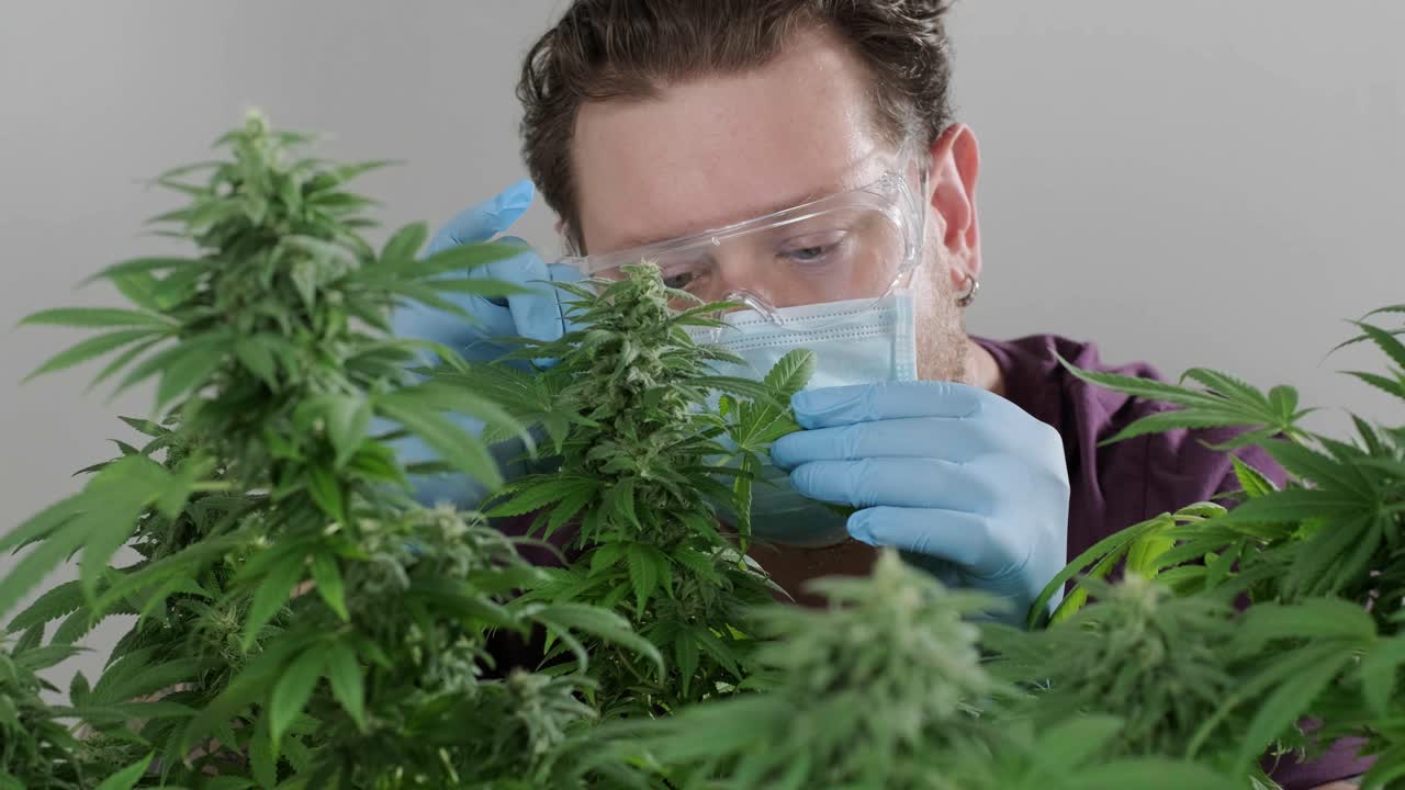 la floración del cannabis, el cultivo orgánico de cannabis para uso médico en el campo de la marihuana.