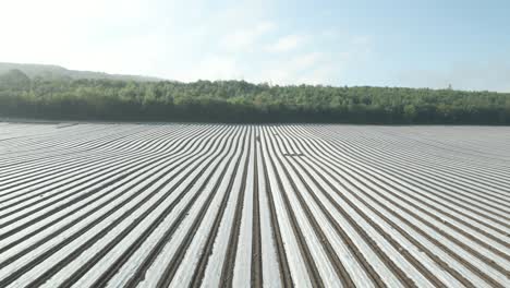 Plastic mulch plasticulture of crops pest protection at Wexford Ireland