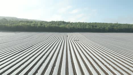 plastic mulch plasticulture of crops pest protection at wexford ireland