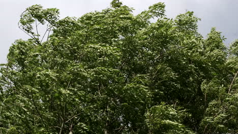 fuerte viento de primavera sopla y se mueve a través de los árboles en plena hoja